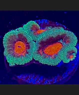 Watermelon Acan 76