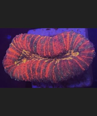 Tricolor Lobophyllia 83