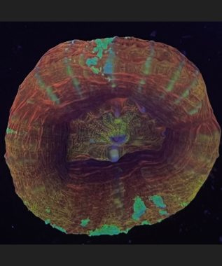Acan Maxima Coral 91