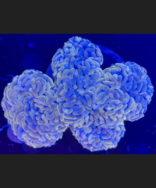Peach Wall Hammer Coral 93