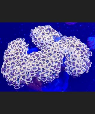 Peach Wall Hammer Coral 94