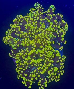 Yellow Branch Frogspawn 97
