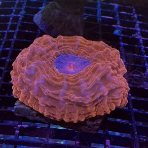 Red Cynarina 2.75'' - Image 1