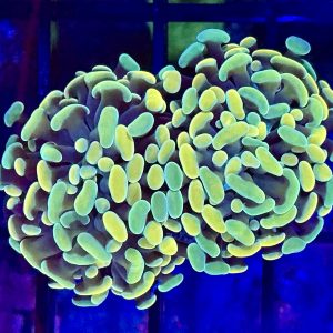 Tricolor Branching Hammer - Image 1