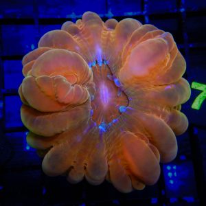 Orange Cynarina - 73 - Image 1
