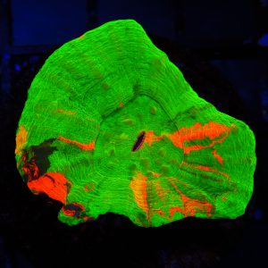Unique Scolymia - 35 - Image 1