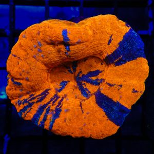 Warpaint Scolymia - 28 - Image 1