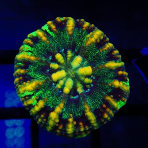 Button Scolymia - 44 - Image 1