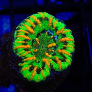 Button Scolymia - 7 - Image 1