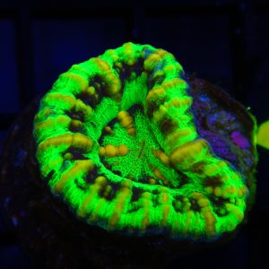 Button Scolymia - 41 - Image 1