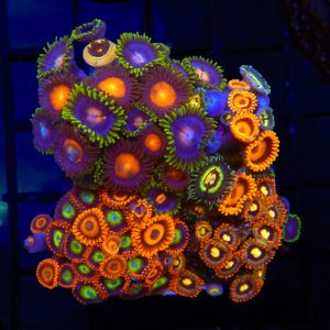 Rainbow Zoanthid Combo - 78 - Image 1