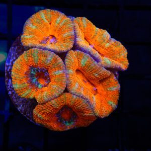 Unique Acan - 22 - Image 1