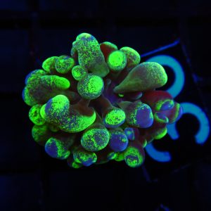 Green Splatter Hammer - 36 - Image 1