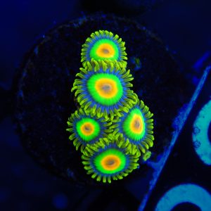 Rasta Zoanthid - 33 - Image 1