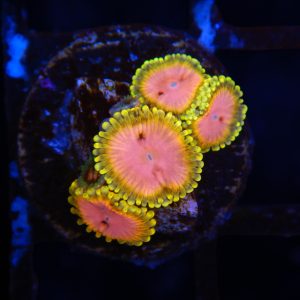 Pink Diamond Zoanthid - Image 1