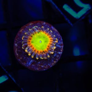 Rainbow Zoanthid - 56 - Image 1