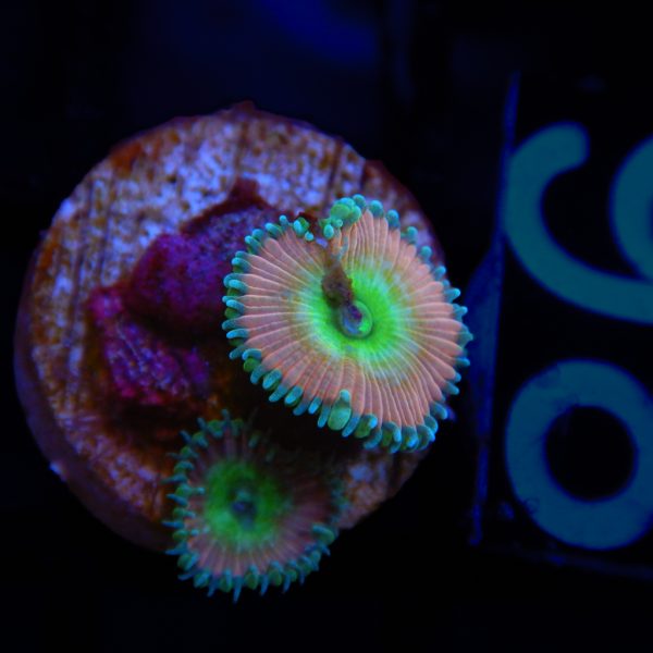 Untitled-0960