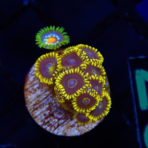 Yellow Rim Zoanthid - 20 - Image 1