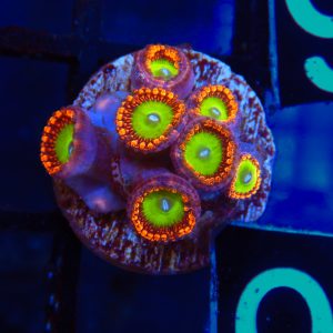 Bowser Zoanthid - 99 - Image 1