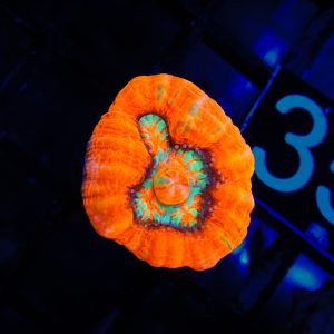 Orange Wilsoni - 35 - Image 1