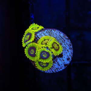 Rainbow Yoda Zoanthid - 4 - Image 1