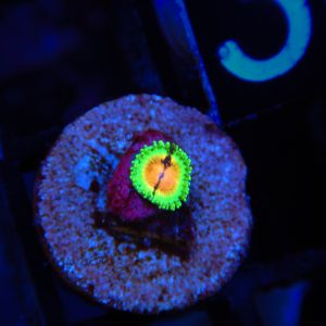 Blood Shot Zoanthid - 3 - Image 1