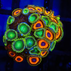 Rainbow Zoanthid Combo - 18 - Image 1