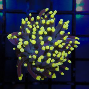 Yellow Tip Torch - 60 - Image 1