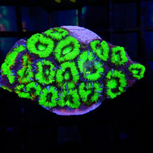 Green Acan Colony - 24 - Image 1
