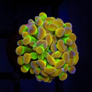 Hologram Hammer - 65 - Image 1