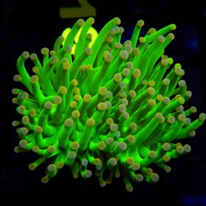 Pink Tip Torch - 26 - Image 1