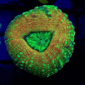 Yellow And Green Lobophyllia - 32 - Image 1