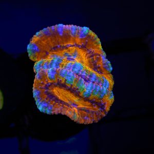 Rainbow Acan - 33 - Image 1