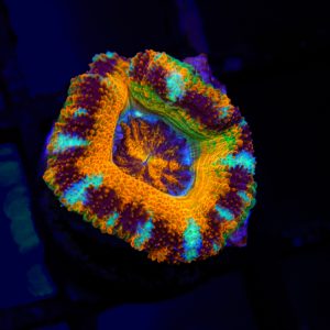 Unique Rainbow Acan - 82 - Image 1