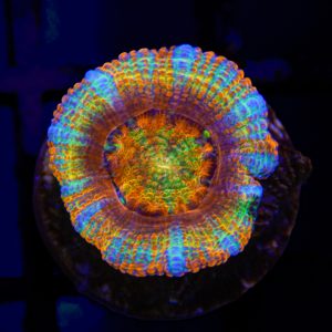 Rainbow Acan - 76 - Image 1