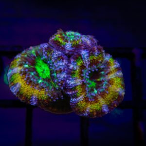 Rainbow Acan - 51 - Image 1