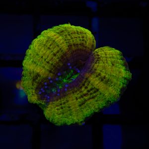 Unique Acan - 31 - Image 1