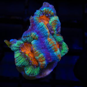 Rainbow Acan - 62 - Image 1