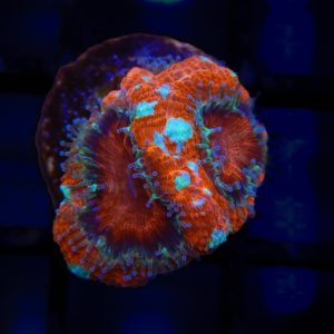 Unique Acan - 44 - Image 1