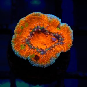 Unique Acan - 42 - Image 1