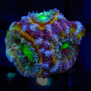 Unique Rainbow Acan - 75 - Image 1