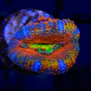 Rainbow Acan - 81 - Image 1