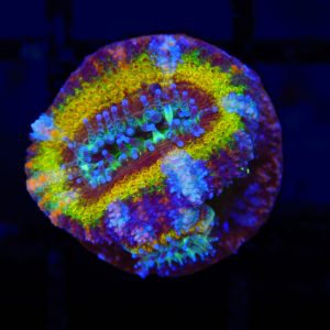 Rainbow Acan - 30 - Image 1