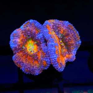 Rainbow Acan - 84 - Image 1