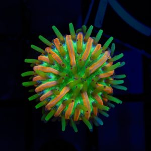 Rainbow Fungia - 77 - Image 1