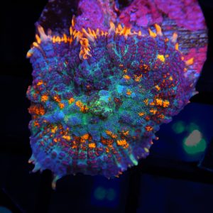 Flame Tip Rhodactus - 63 - Image 1