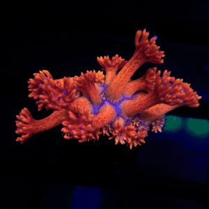 Pink Goniopora - 73 - Image 1