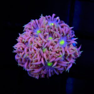 Pink Goniopora - 53 - Image 1
