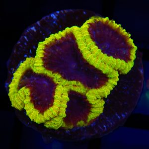 Yellow Submarine Favia - 42 - Image 1