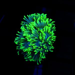 Green Gonipora - 21 - Image 1